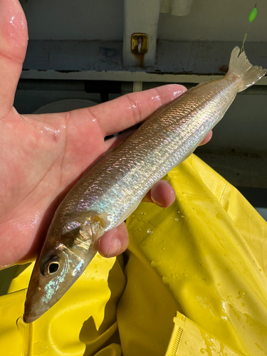 キスの釣果