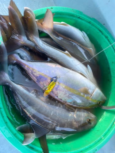 カンパチの釣果