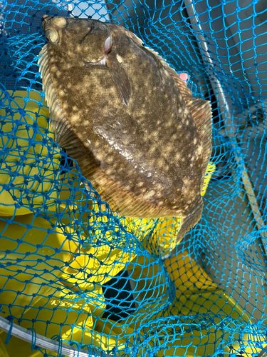 マコガレイの釣果