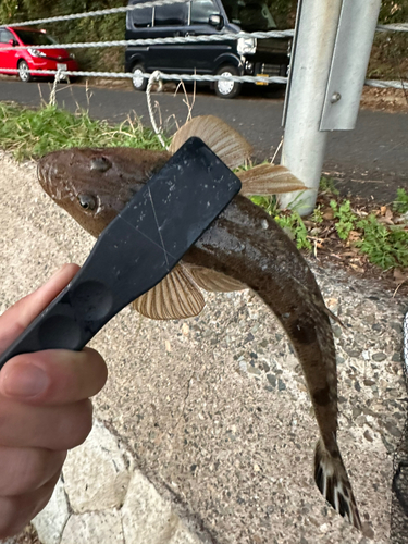 マゴチの釣果