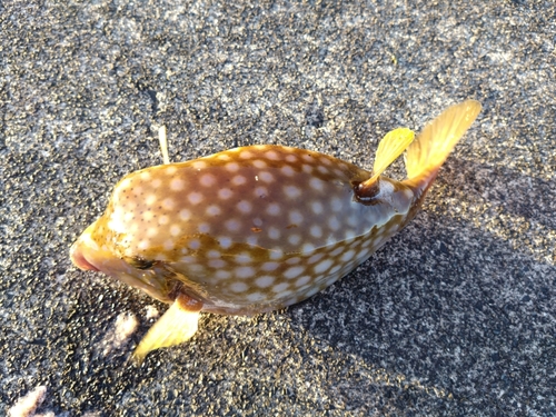 ハコフグの釣果