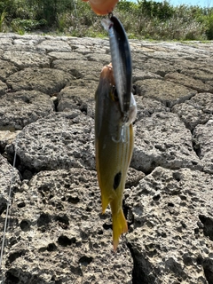 ヤマトビーの釣果