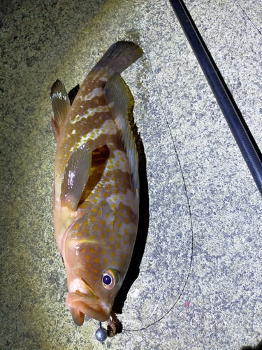 アコウの釣果