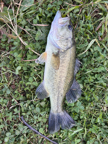 ラージマウスバスの釣果