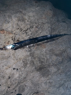 タチウオの釣果