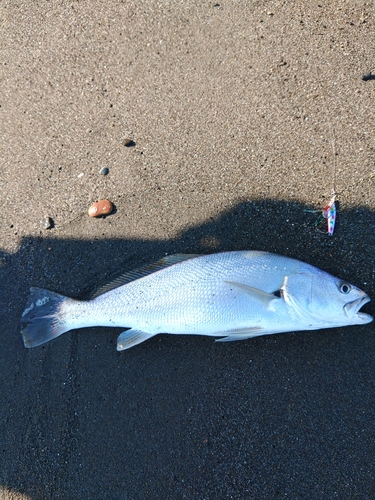 ニベの釣果