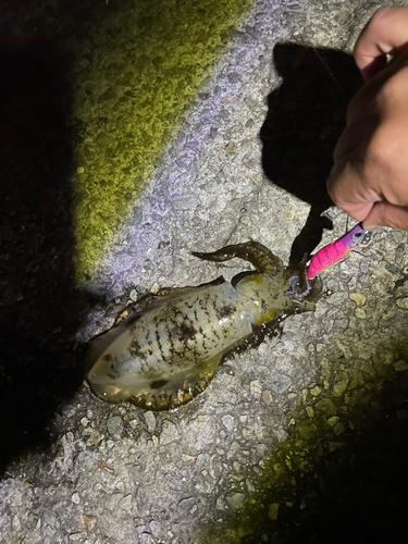 アオリイカの釣果