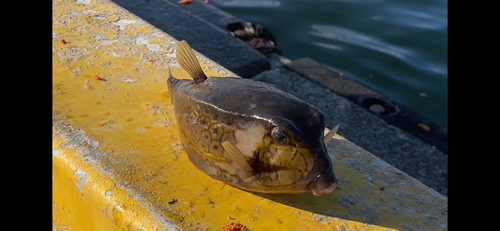 ハコフグの釣果