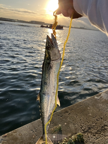 サゴシの釣果