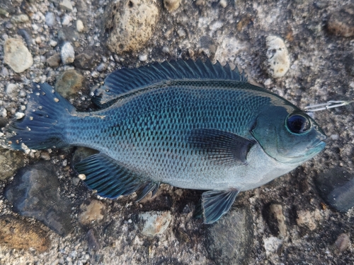 メジナの釣果