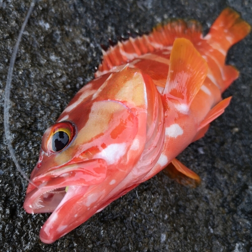 カサゴの釣果