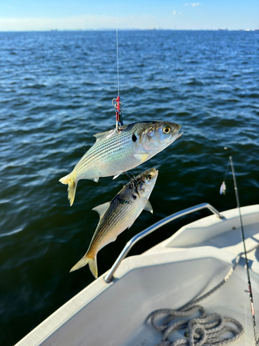 コノシロの釣果