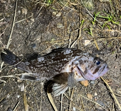 クロソイの釣果