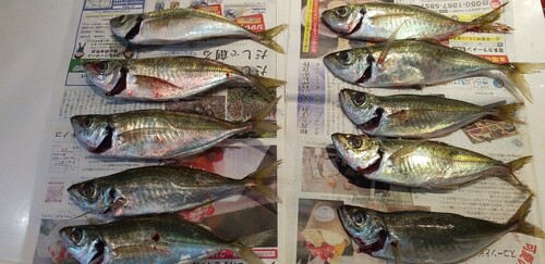 アジの釣果