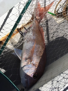 タイの釣果