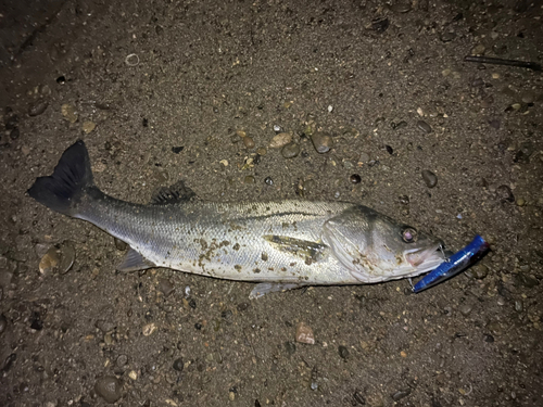 スズキの釣果