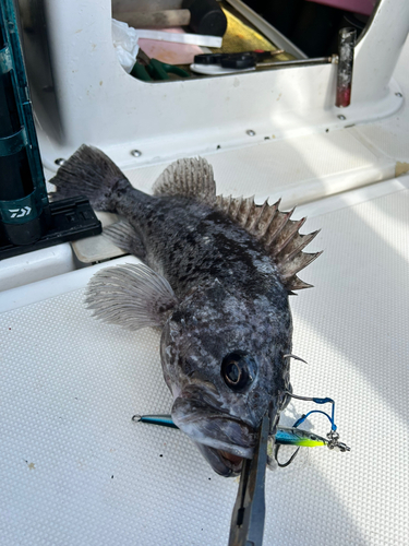 マゾイの釣果