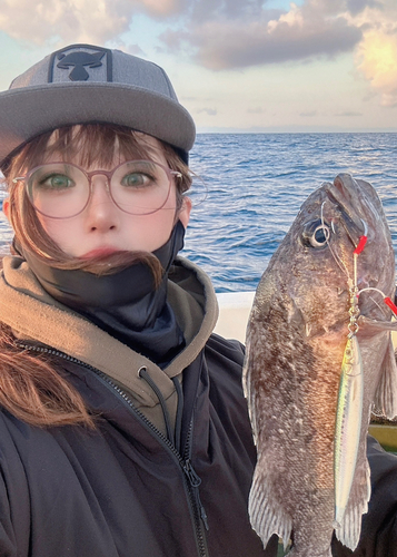 クロソイの釣果