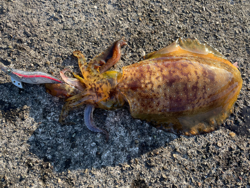 イカの釣果