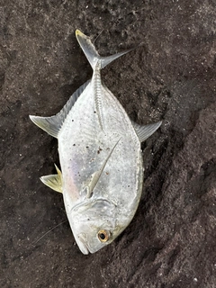 メッキの釣果