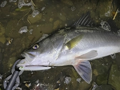 シーバスの釣果