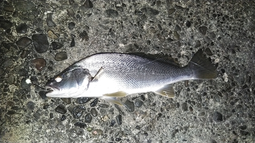 ニベの釣果