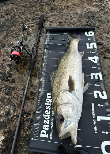 シーバスの釣果