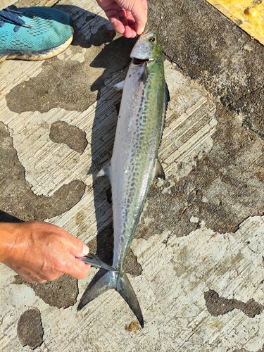 サゴシの釣果