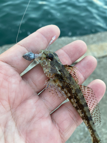 マハゼの釣果