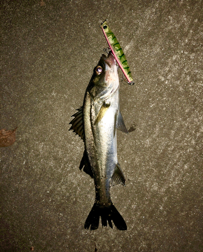 シーバスの釣果