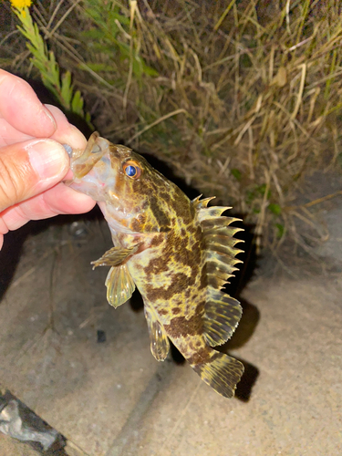 タケノコメバルの釣果