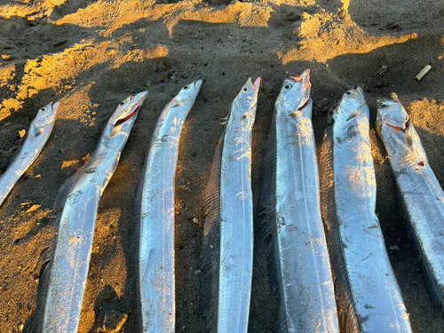 タチウオの釣果