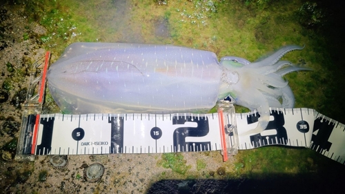 アオリイカの釣果