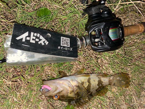 タケノコメバルの釣果