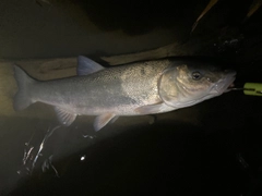 ウケクチウグイの釣果