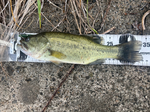 ブラックバスの釣果