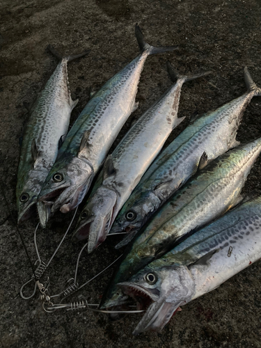 サゴシの釣果