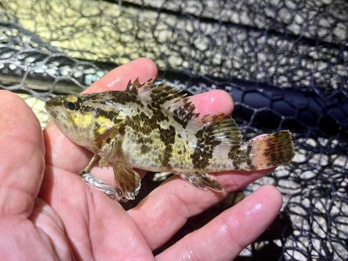 タケノコメバルの釣果