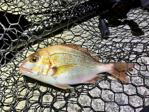 チャリコの釣果