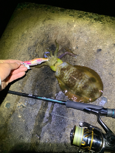 アオリイカの釣果