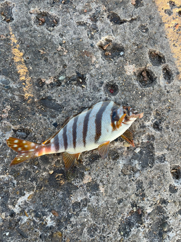 タカノハダイの釣果