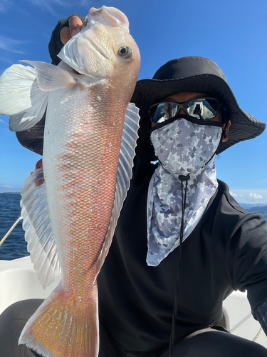 シロアマダイの釣果