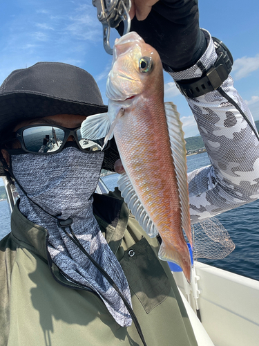 シロアマダイの釣果