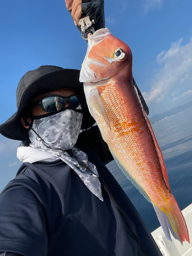 アマダイの釣果