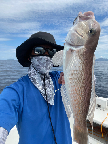 シロアマダイの釣果