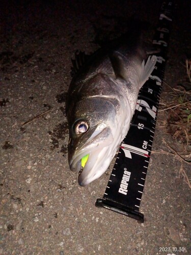 シーバスの釣果