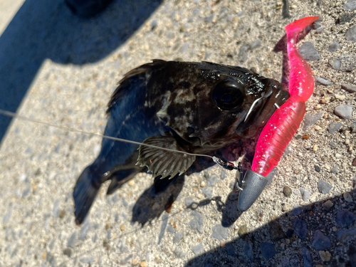 クロソイの釣果