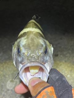 コトヒキの釣果