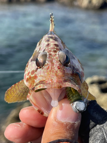 イシガキハタの釣果