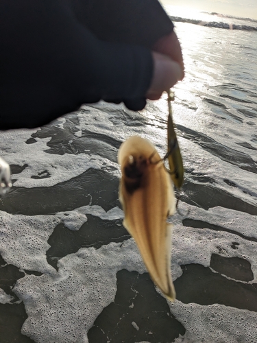 シタビラメの釣果